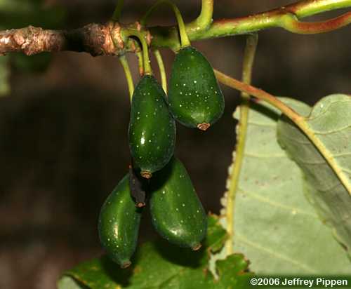 Swamp Tupelo, Water Gum, Swamp Black Gum (Nyssa biflora)