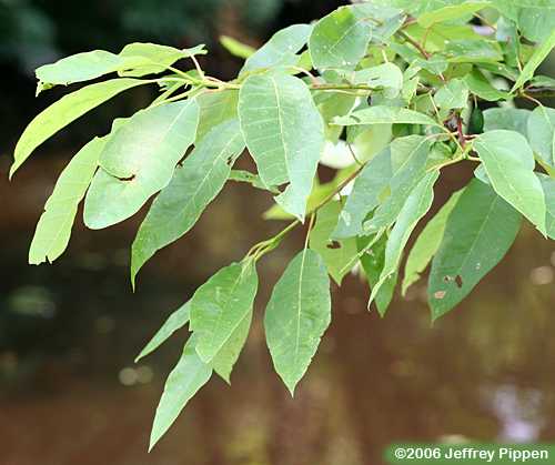 Swamp Tupelo, Water Gum, Swamp Black Gum (Nyssa biflora)