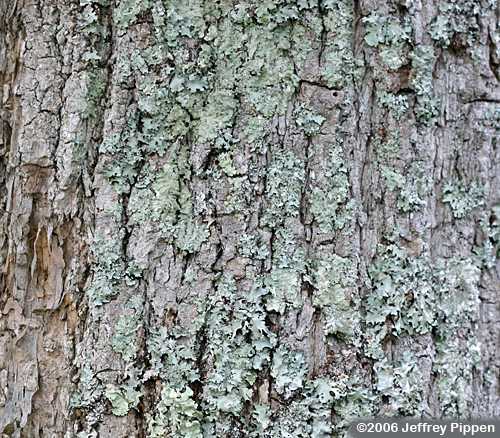 Swamp Tupelo, Water Gum, Swamp Black Gum (Nyssa biflora)