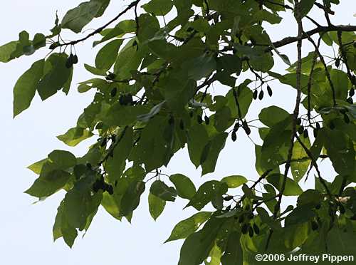 Swamp Tupelo, Water Gum, Swamp Black Gum (Nyssa biflora)