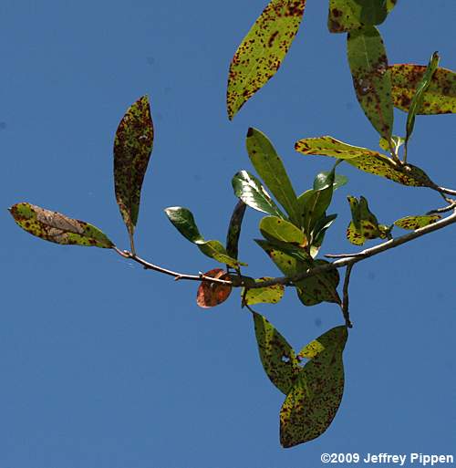 Swamp Tupelo, Water Gum, Swamp Black Gum (Nyssa biflora)