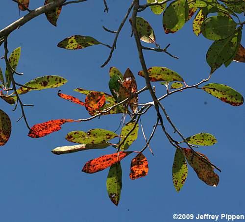 Swamp Tupelo, Water Gum, Swamp Black Gum (Nyssa biflora)