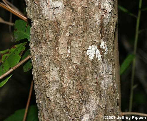 Swamp Tupelo, Water Gum, Swamp Black Gum (Nyssa biflora)