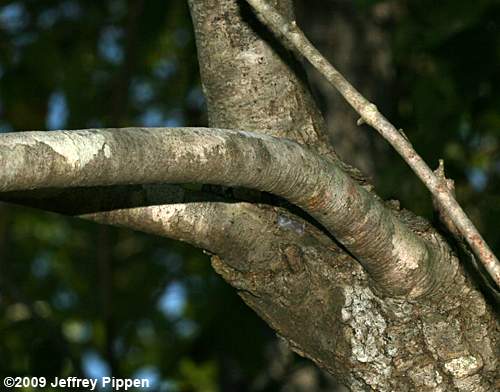 Swamp Tupelo, Water Gum, Swamp Black Gum (Nyssa biflora)