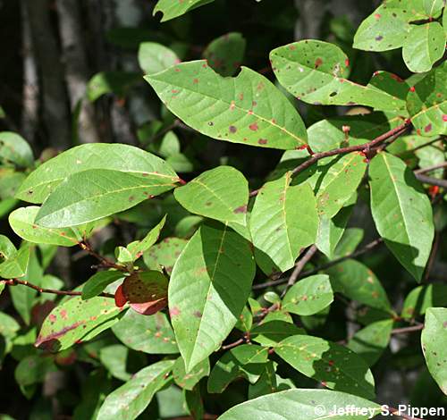 Swamp Tupelo, Water Gum, Swamp Black Gum (Nyssa biflora)