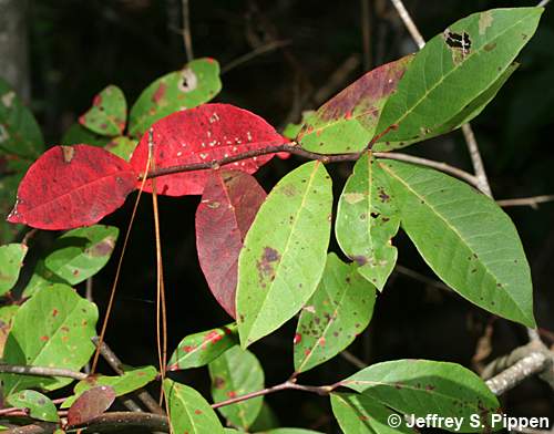 Swamp Tupelo, Water Gum, Swamp Black Gum (Nyssa biflora)