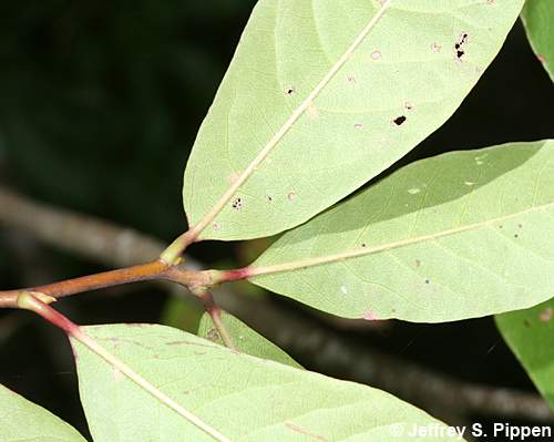 Swamp Tupelo, Water Gum, Swamp Black Gum (Nyssa biflora)