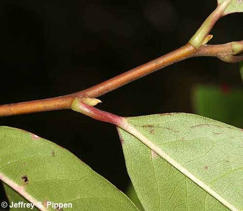 Swamp Tupelo, Water Gum, Swamp Black Gum (Nyssa biflora)
