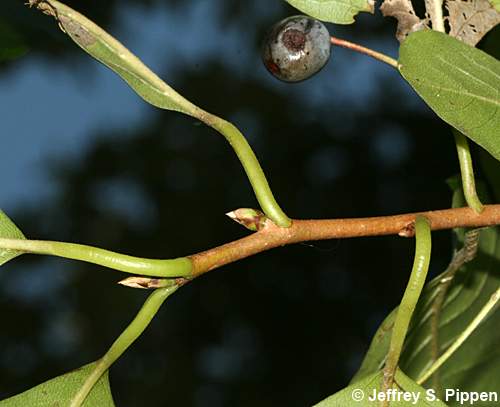 Black Gum (Nyssa sylvatica)