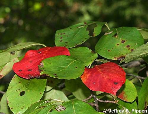 Black Gum (Nyssa sylvatica)
