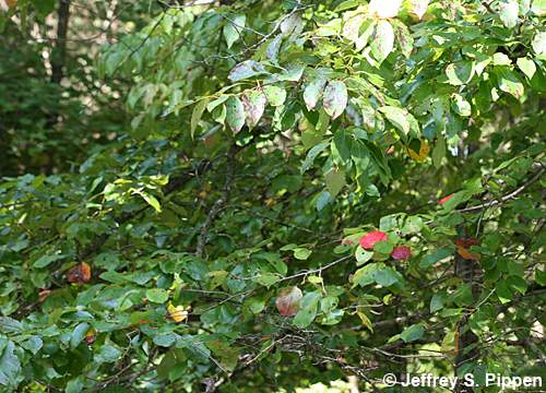 Black Gum (Nyssa sylvatica)