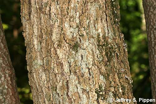 Black Gum (Nyssa sylvatica)