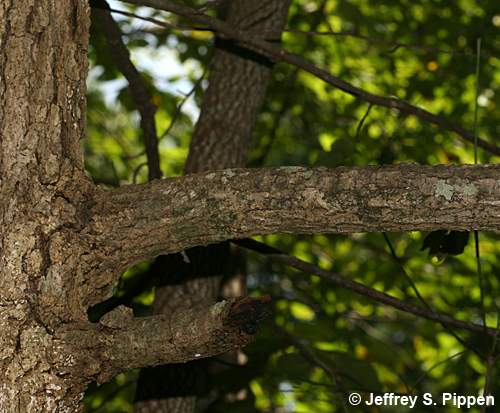 Black Gum (Nyssa sylvatica)
