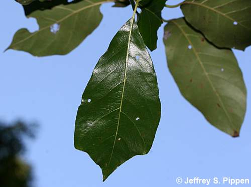Black Gum (Nyssa sylvatica)