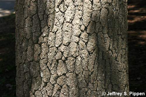 Black Gum (Nyssa sylvatica)