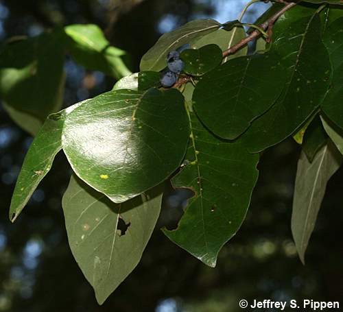 Black Gum (Nyssa sylvatica)