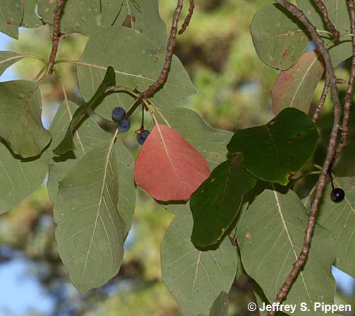 Black Gum (Nyssa sylvatica)