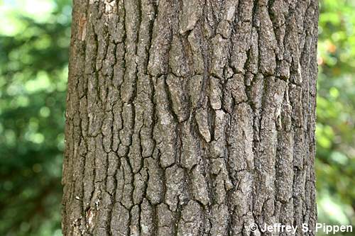 Black Gum (Nyssa sylvatica)