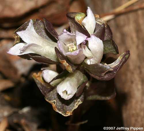Virginia Pennywort(Obolaria virginica)