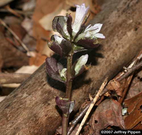 Virginia Pennywort(Obolaria virginica)