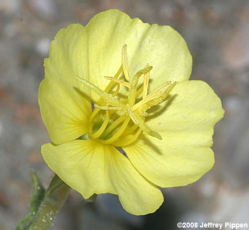 Seabeach Evening Primrose (Oenothera humifusa)