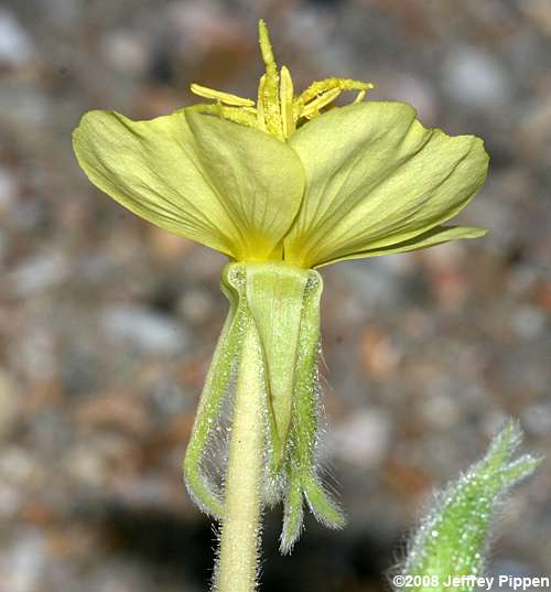 Seabeach Evening Primrose (Oenothera humifusa)