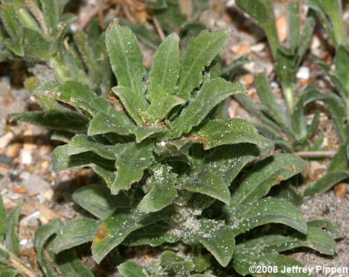 Seabeach Evening Primrose (Oenothera humifusa)