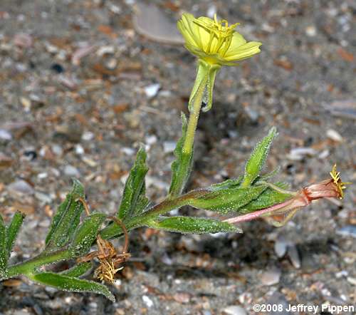 Seabeach Evening Primrose (Oenothera humifusa)