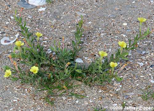 Seabeach Evening Primrose (Oenothera humifusa)