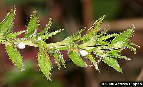 Virginia Marbleseed, Wild Job's Tears, Virginia False Gromwell (Onosmodium virginianum)