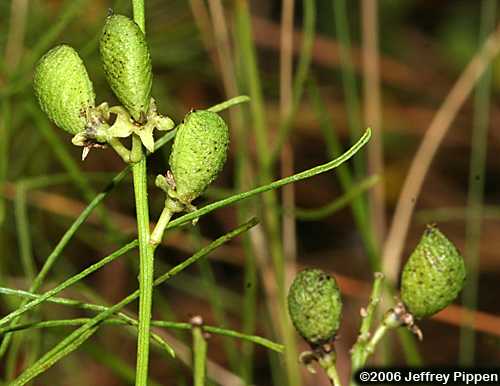 Piedmont Leatherroot, Lupine Scurfpea (Orbexilum lupinellum)