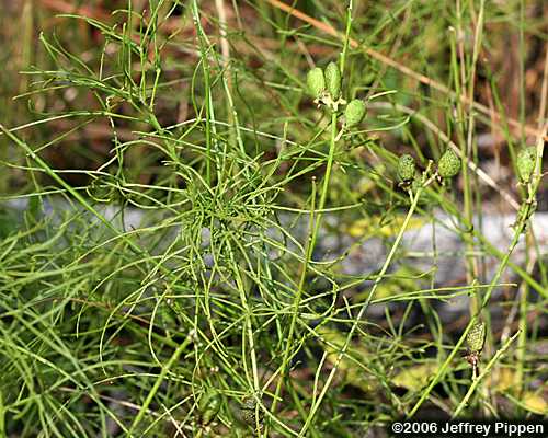 Piedmont Leatherroot, Lupine Scurfpea (Orbexilum lupinellum)