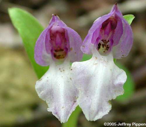 Showy Orchis (Orchis spectabilis)