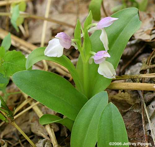 Showy Orchis (Orchis spectabilis)