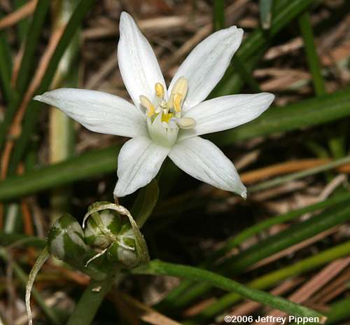 Star of Bethlehem (Ornithogalum umbellatum)