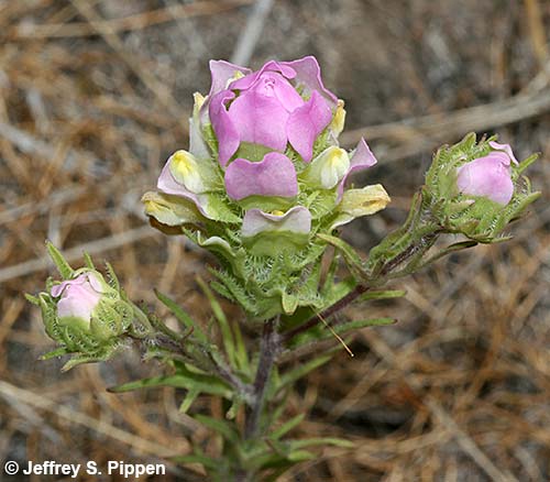 Pink Owl-Clover (Orthocarpus tenuifolius)