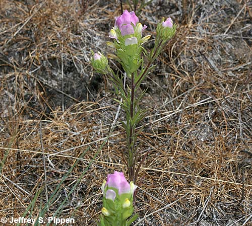 Pink Owl-Clover (Orthocarpus tenuifolius)