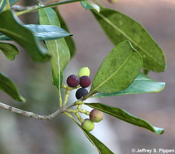 American Olive, Wild Olive, Devilwood (Osmanthus americanus, Cartrema americana)
