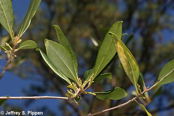 American Olive, Wild Olive, Devilwood (Osmanthus americanus, Cartrema americana)