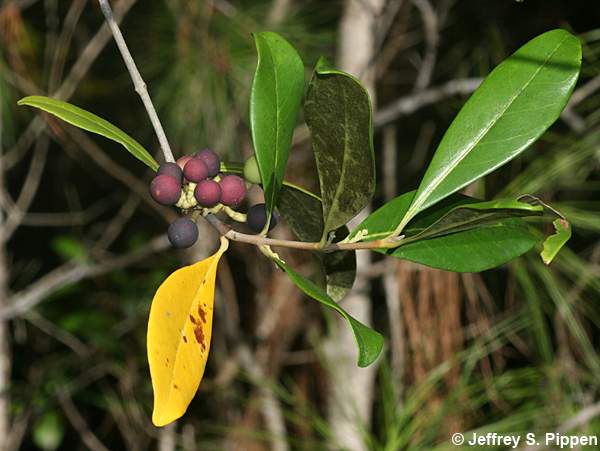 American Olive, Wild Olive, Devilwood (Osmanthus americanus, Cartrema americana)