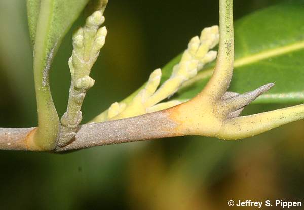 American Olive, Wild Olive, Devilwood (Osmanthus americanus, Cartrema americana)