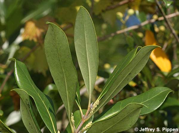 American Olive, Wild Olive, Devilwood (Osmanthus americanus, Cartrema americana)