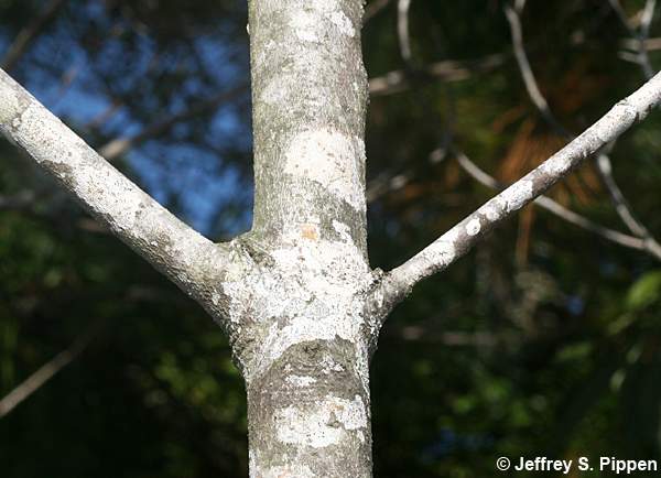 American Olive, Wild Olive, Devilwood (Osmanthus americanus, Cartrema americana)