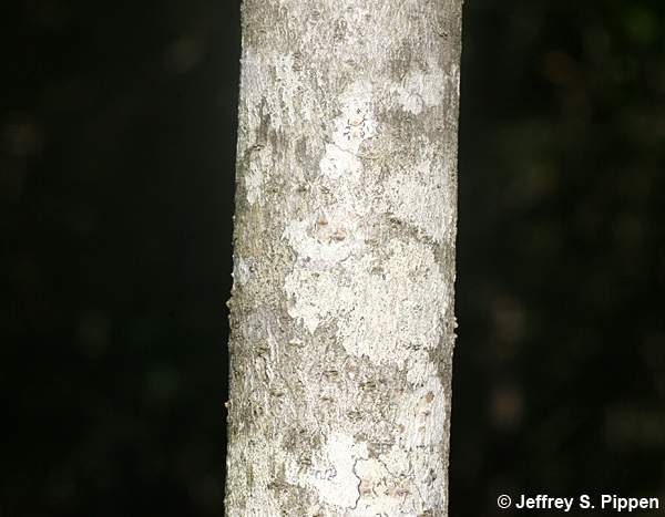 American Olive, Wild Olive, Devilwood (Osmanthus americanus, Cartrema americana)