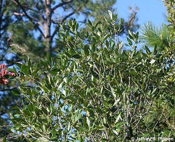 American Olive, Wild Olive, Devilwood (Osmanthus americanus, Cartrema americana)