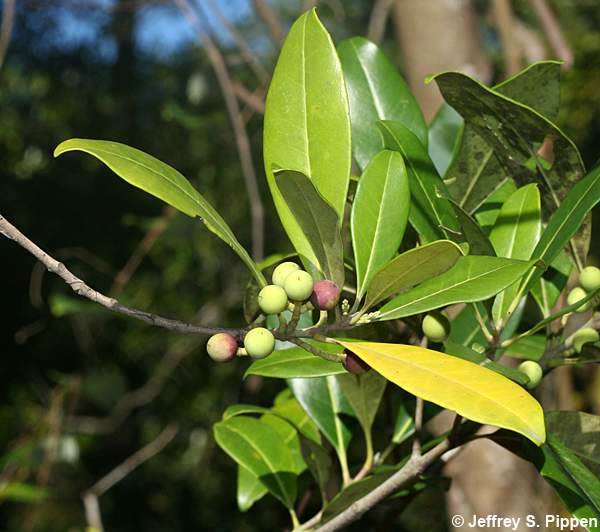 American Olive, Wild Olive, Devilwood (Osmanthus americanus, Cartrema americana)
