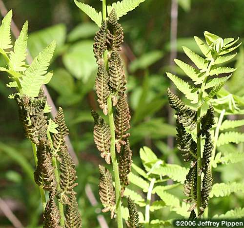 Interrupted Fern (Osmunda claytonia)