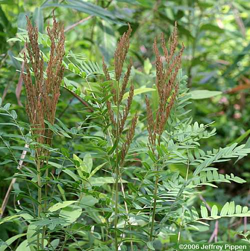 Royal Fern (Osmunda regalis)
