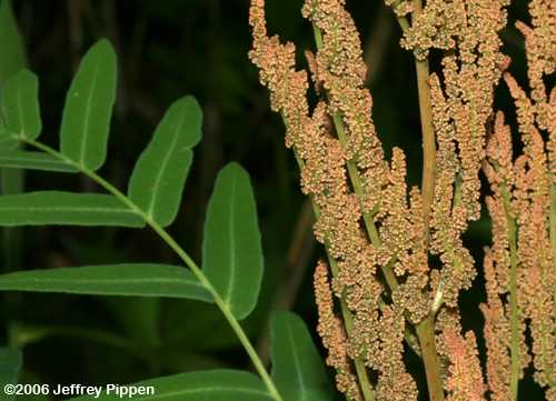 Royal Fern (Osmunda regalis)