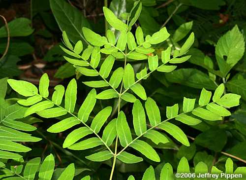 Royal Fern (Osmunda regalis)